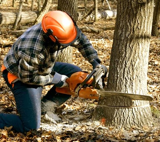 Tree Removal in Ulm, MT